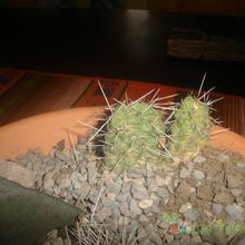 Una foto de Opuntia sulphurea
