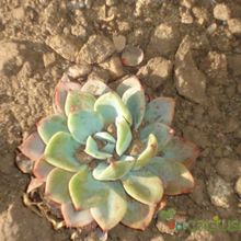 A photo of Echeveria pulidonis