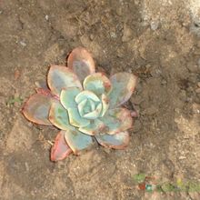 A photo of Echeveria pulidonis