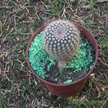 A photo of Parodia scopa