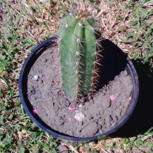 Una foto de Echinopsis macrogona