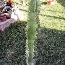 A photo of Euphorbia ingens