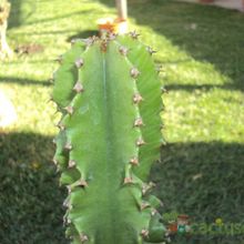 A photo of Euphorbia ingens