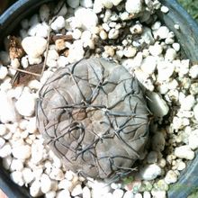 A photo of Gymnocalycium berchtii