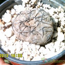 A photo of Gymnocalycium berchtii
