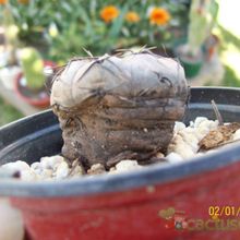 A photo of Gymnocalycium berchtii
