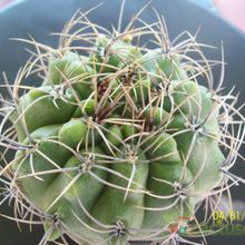 Una foto de Gymnocalycium mostii