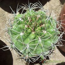 Una foto de Gymnocalycium mostii