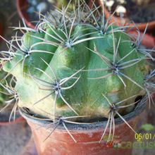 Una foto de Gymnocalycium mostii