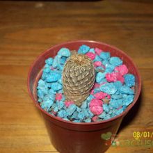 Una foto de Sulcorebutia vasqueziana