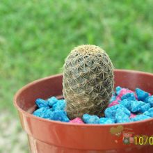 Una foto de Sulcorebutia vasqueziana
