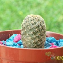 Una foto de Sulcorebutia vasqueziana