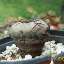 A photo of Gymnocalycium berchtii