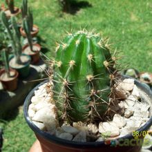 A photo of Echinopsis crassicaulis