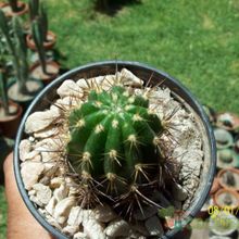 A photo of Echinopsis crassicaulis