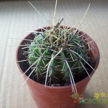 Una foto de Echinopsis aurea