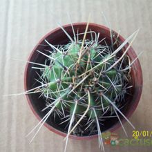 Una foto de Echinopsis aurea