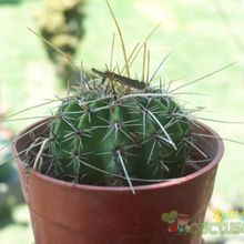 Una foto de Echinopsis aurea