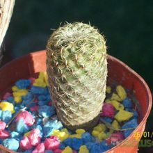 Una foto de Sulcorebutia vasqueziana