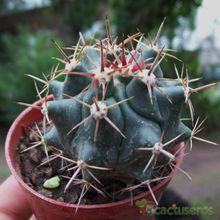 Una foto de Ferocactus lindsayi