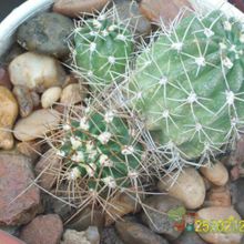A photo of Echinopsis caineana