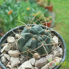 A photo of Gymnocalycium ritterianum