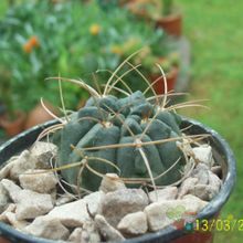 A photo of Gymnocalycium ritterianum
