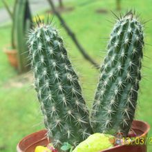 Una foto de Echinopsis mirabilis