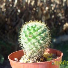 Una foto de Mammillaria rhodantha ssp. pringlei