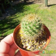Una foto de Mammillaria rhodantha ssp. pringlei