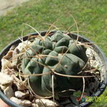 A photo of Gymnocalycium ritterianum