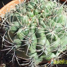 Una foto de Gymnocalycium mostii