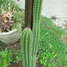 A photo of Backebergia militaris