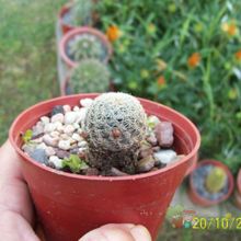 Una foto de Sulcorebutia vasqueziana