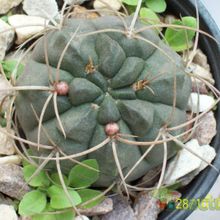A photo of Gymnocalycium ritterianum