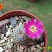 Una foto de Sulcorebutia vasqueziana