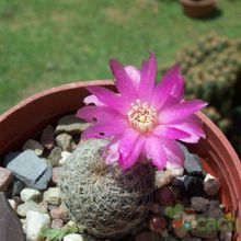 Una foto de Sulcorebutia vasqueziana