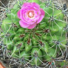 Una foto de Gymnocalycium mostii