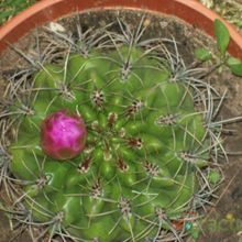 Una foto de Gymnocalycium mostii