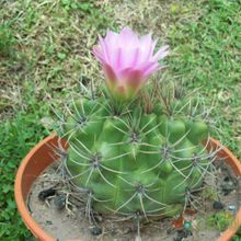 Una foto de Gymnocalycium mostii