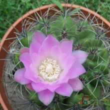 Una foto de Gymnocalycium mostii