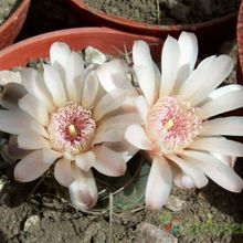 A photo of Gymnocalycium ritterianum