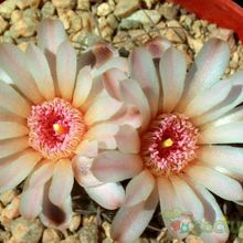 A photo of Gymnocalycium ritterianum