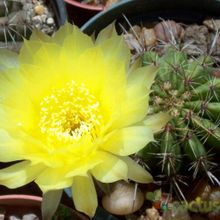 Una foto de Echinopsis aurea