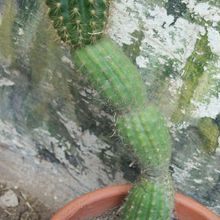 A photo of Echinopsis thelegonoides