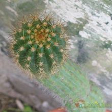 A photo of Echinopsis thelegonoides