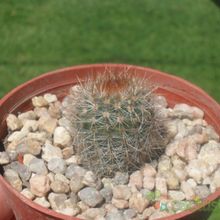 A photo of Parodia scopa