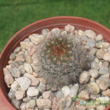 A photo of Parodia scopa