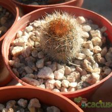 A photo of Parodia scopa