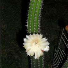 A photo of Backebergia militaris
